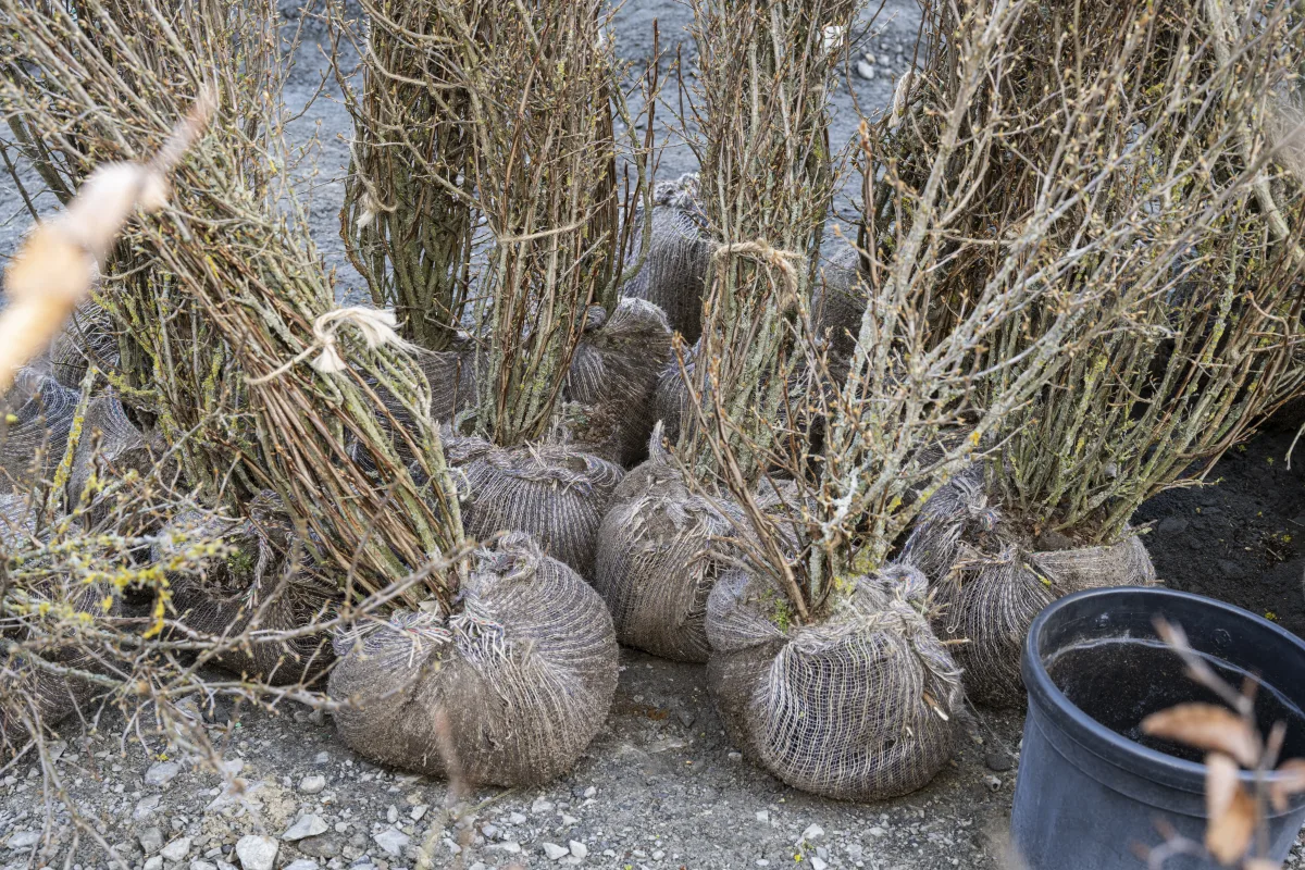 Gebündelte Gehölze mit eingepackten Wurzelballen stehen für die Pflanzung im Frühjahr bereit.