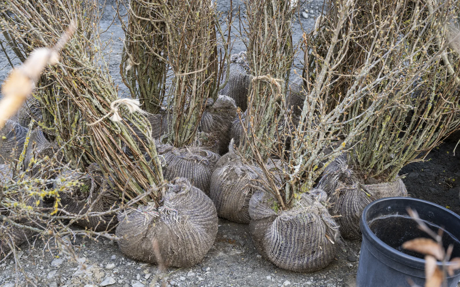 Gebündelte Gehölze mit eingepackten Wurzelballen stehen für die Pflanzung im Frühjahr bereit.
