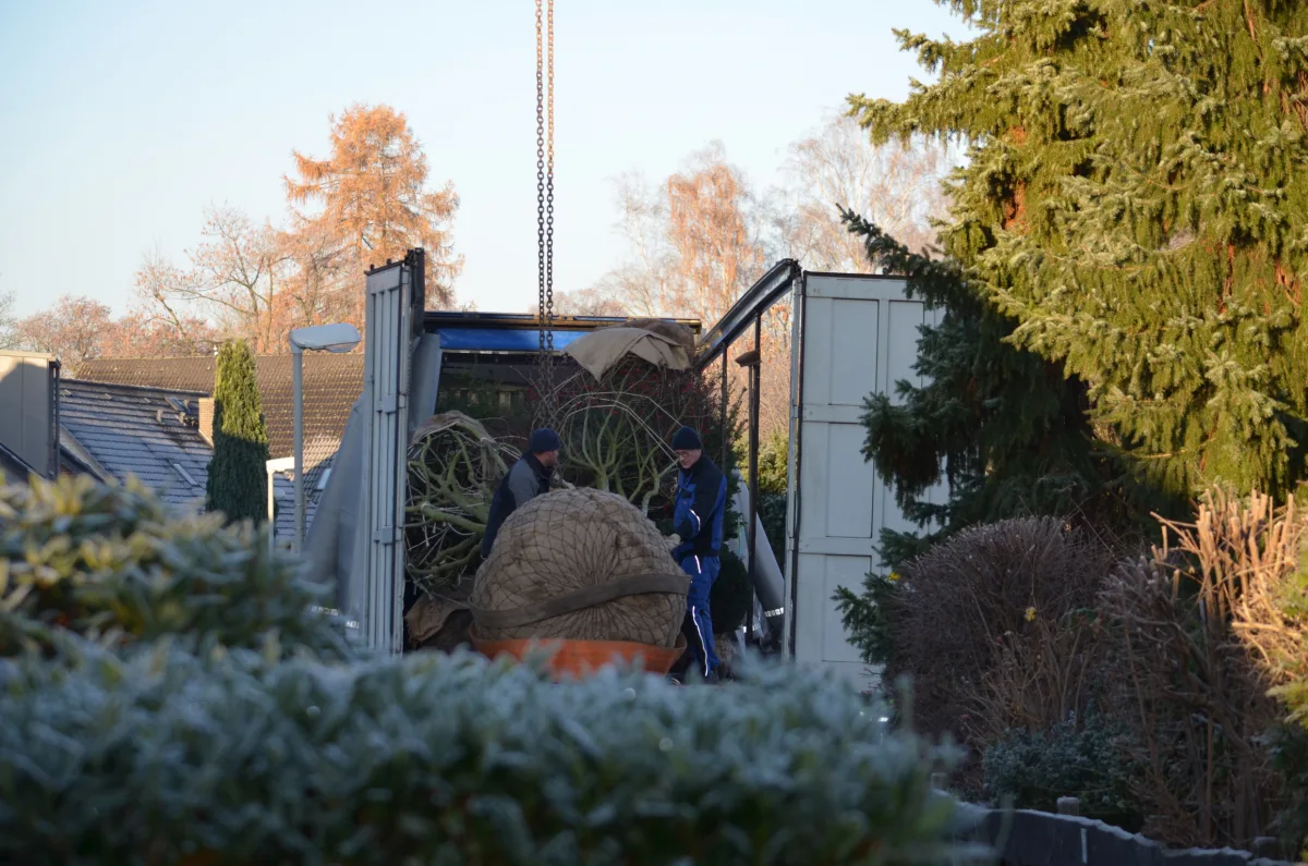 Großes Gehölz mit verpacktem Wurzelballen wird aus einem Transportfahrzeug für die Pflanzung im Garten abgeladen.