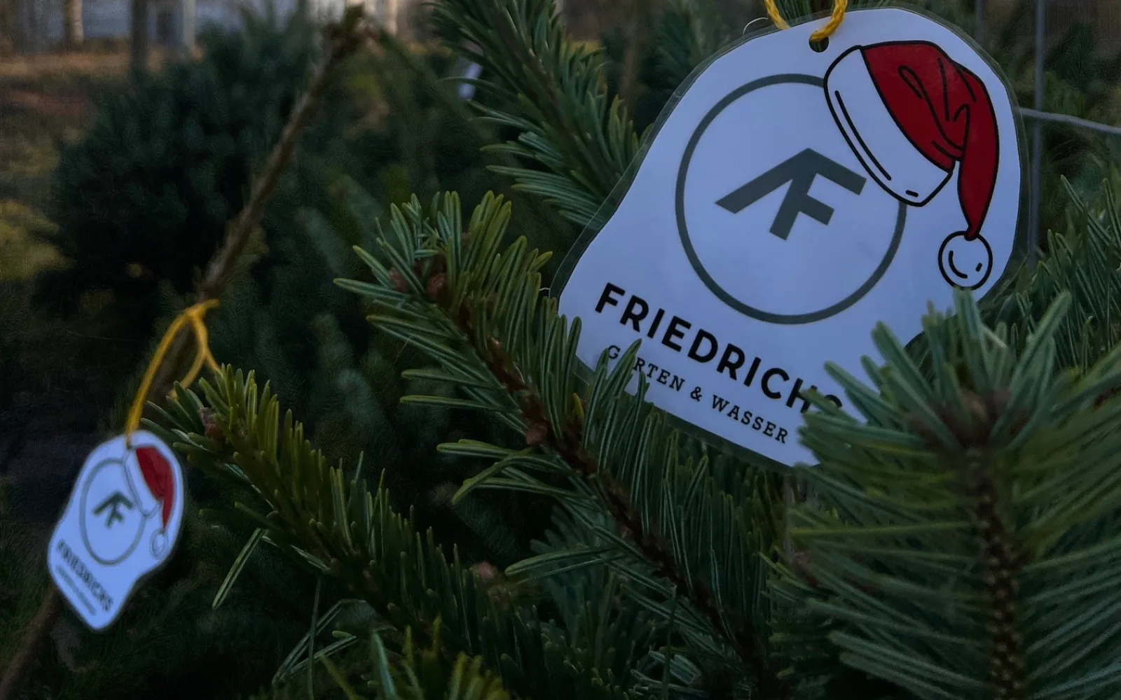Weihnachtliches Friedrichslogo an einer Tanne