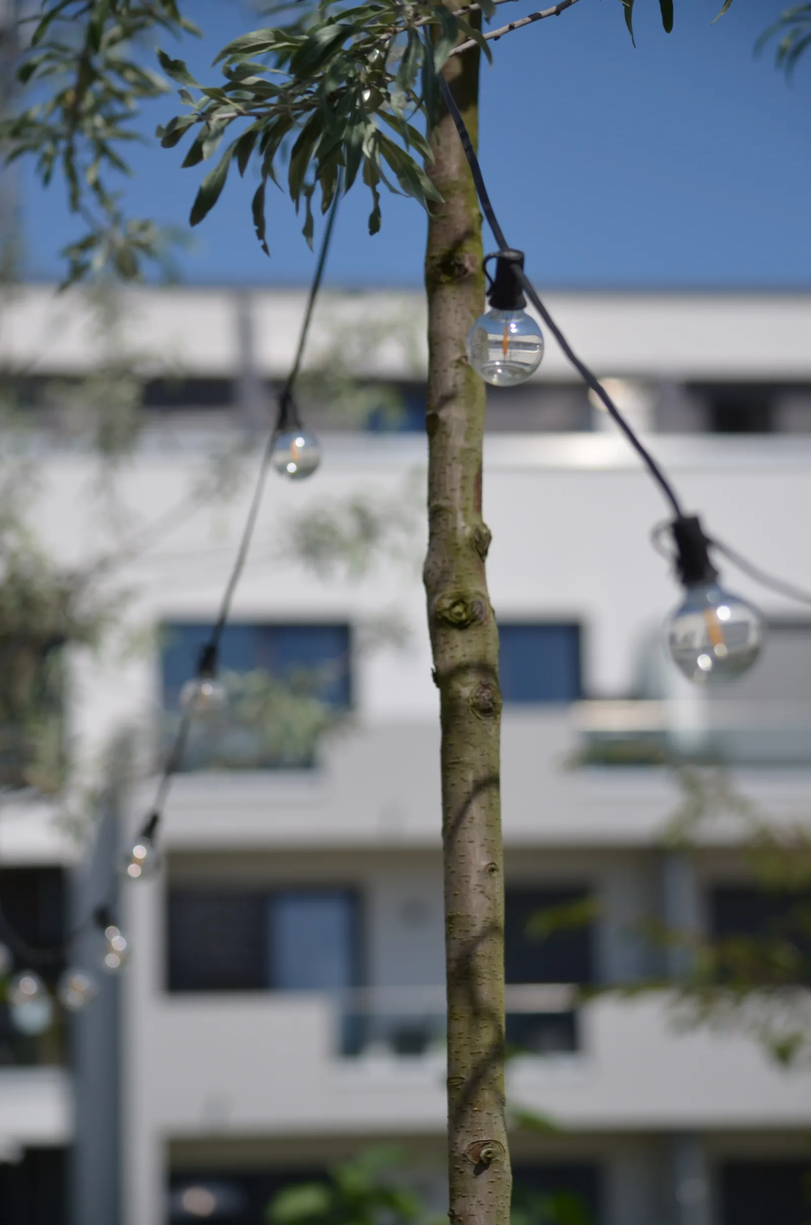 Zwischen den Spalierbäumen sieht man eine Lichterkette hängen.