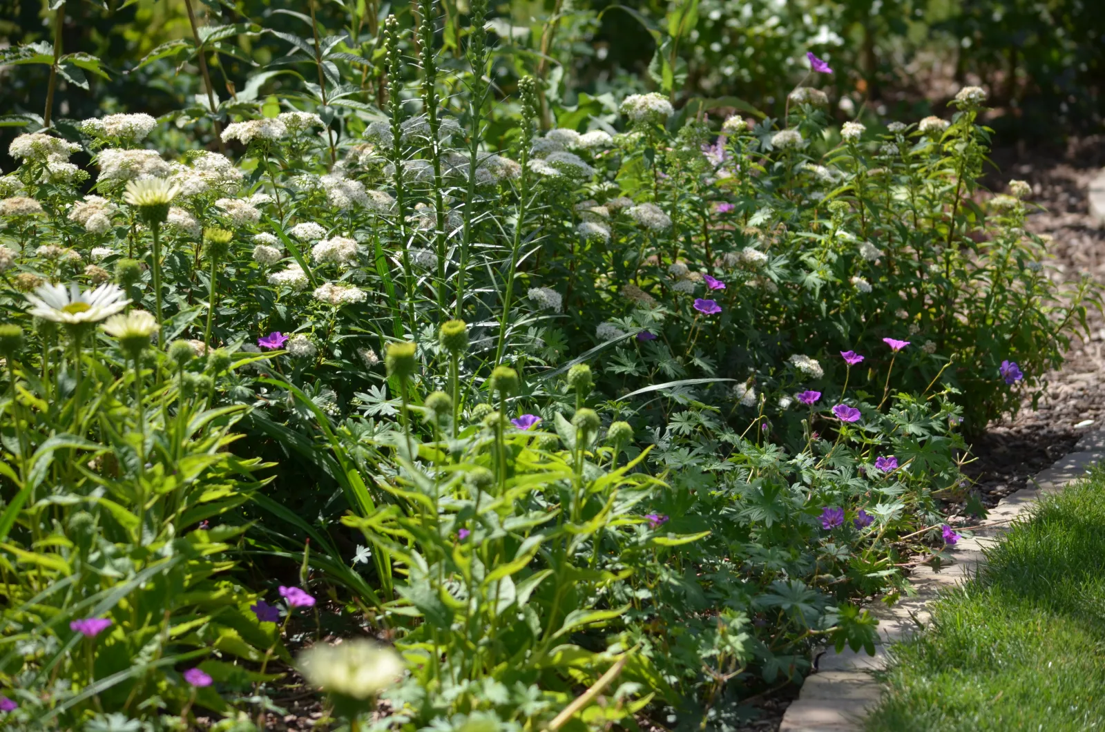 Dichtes Staudenbeet mit verschiedenen Blüten.