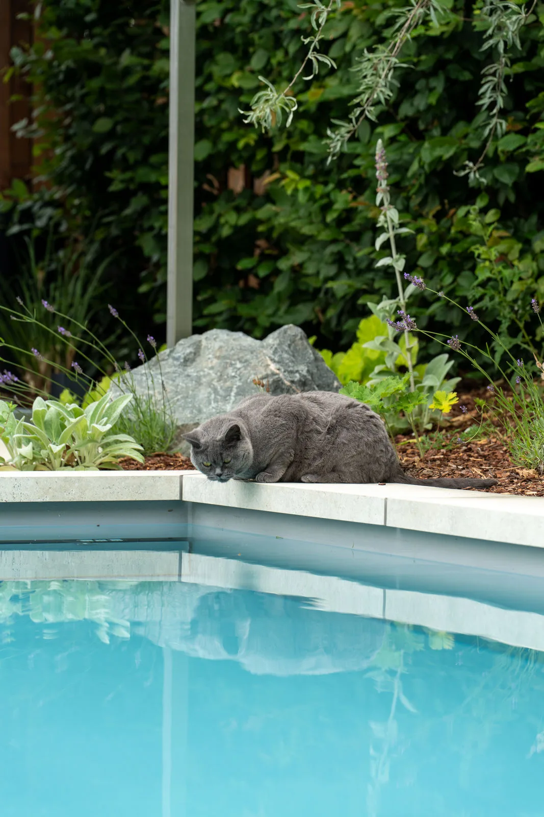 Eine Katze beugt sich über den Gartenpool.