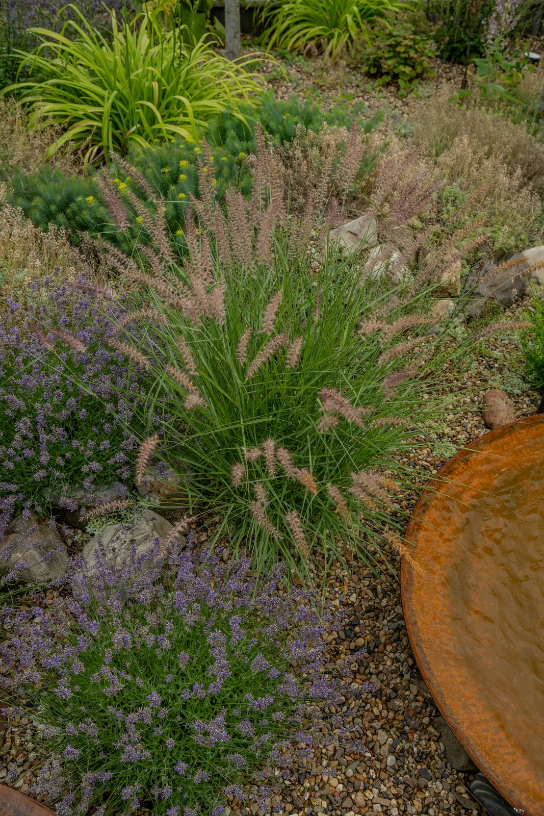 Naturnahe Pflanzgestaltung mit Gräsern und blühenden Stauden.