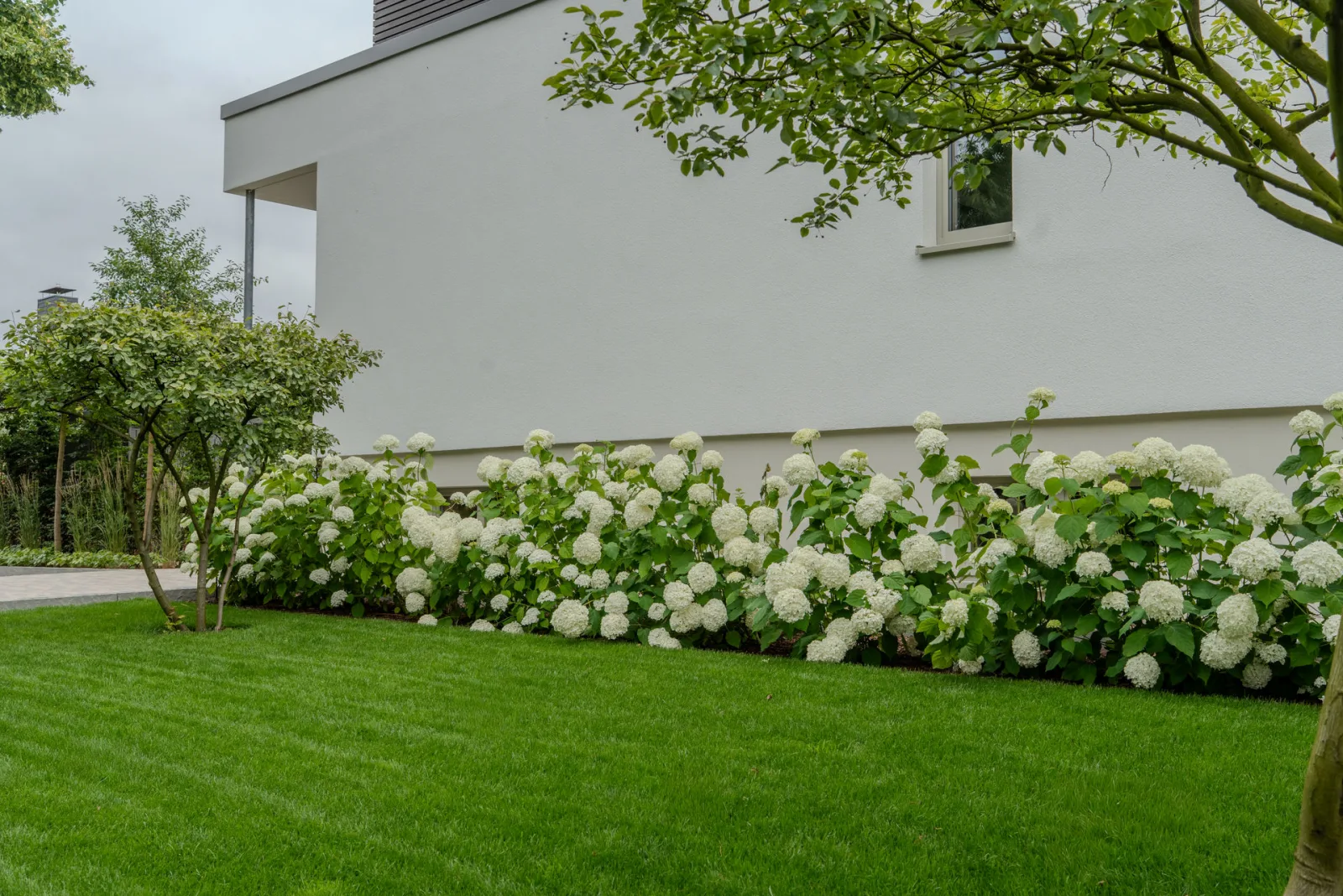 Blick auf den Vorgarten, blühende Hortensien vor einem modernen Haus