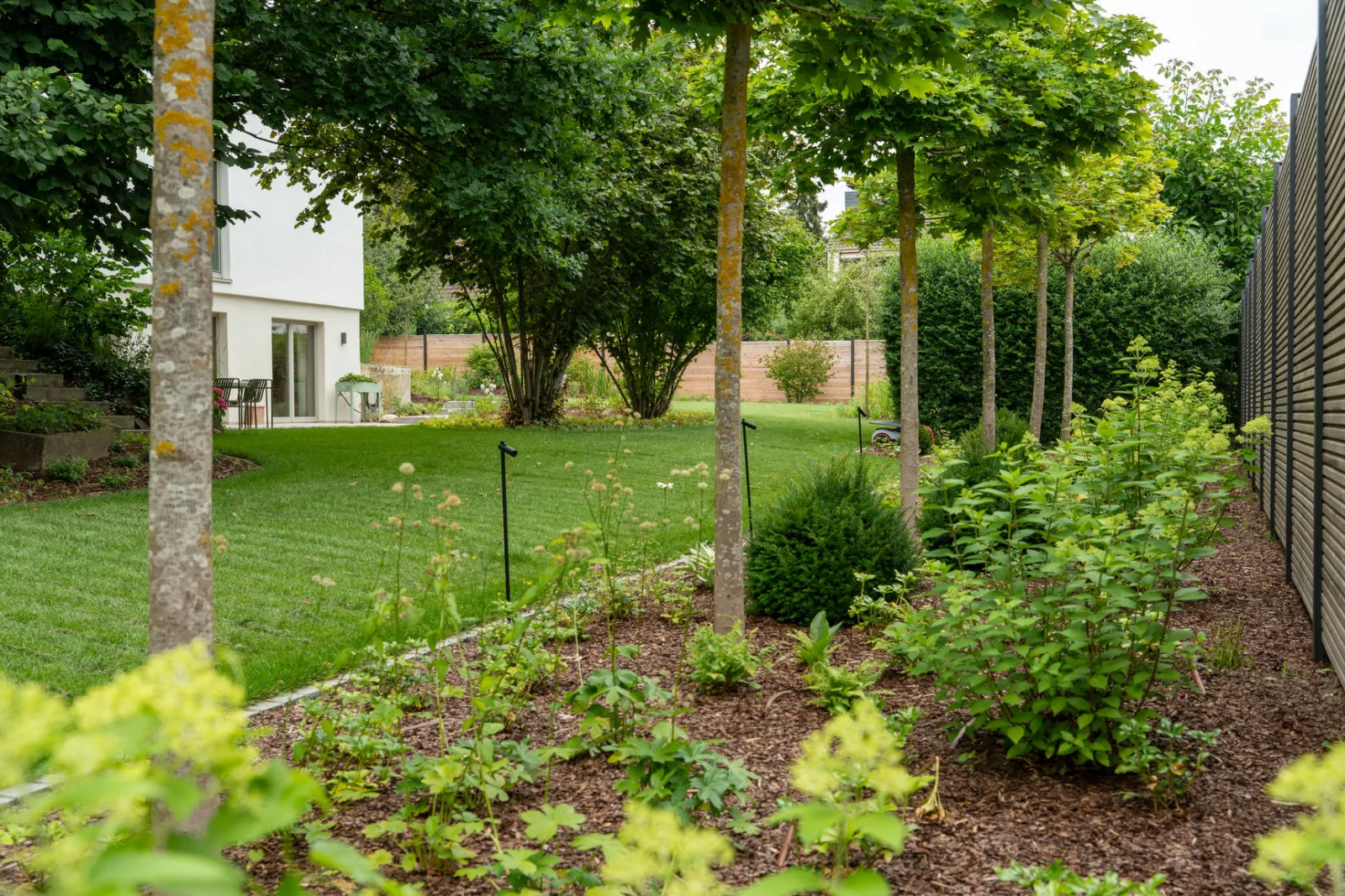 Pflanzung mit Stauden und Bäumen entlang des Gartenzaunes